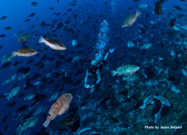 Recovery of Critically Endangered Nassau Grouper in the Caymans Following Conservation Efforts